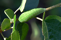 Iphiclides podalirius